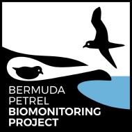 BermudaPetrel-BP-FB 1